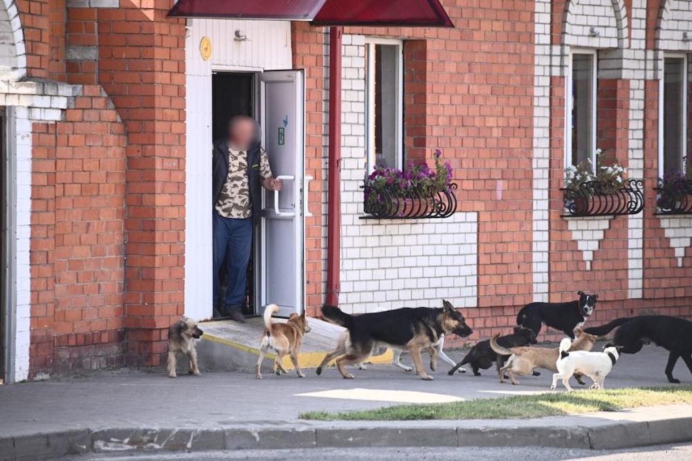 Стая бездомных собак предположительно в Столине. Фото: polese.by.