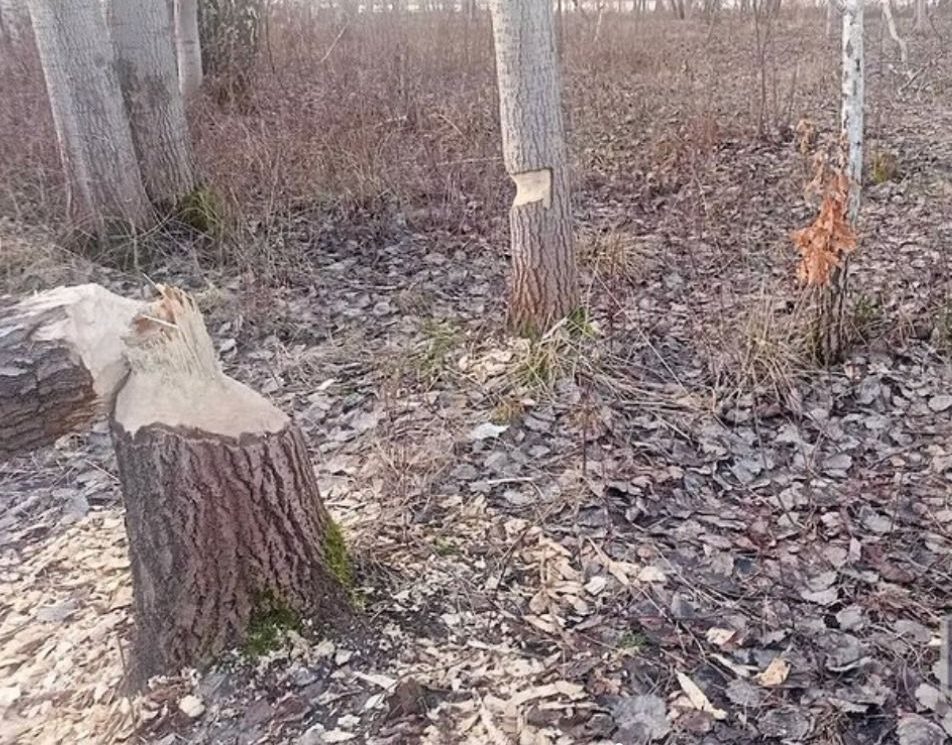 Состояние деревьев после бобров на экотропе в Бресте. Фото: Instagram.