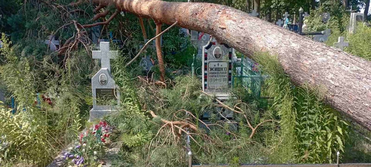 Упавшая сосна на кладбище в деревне Каменица-Жировецкая
