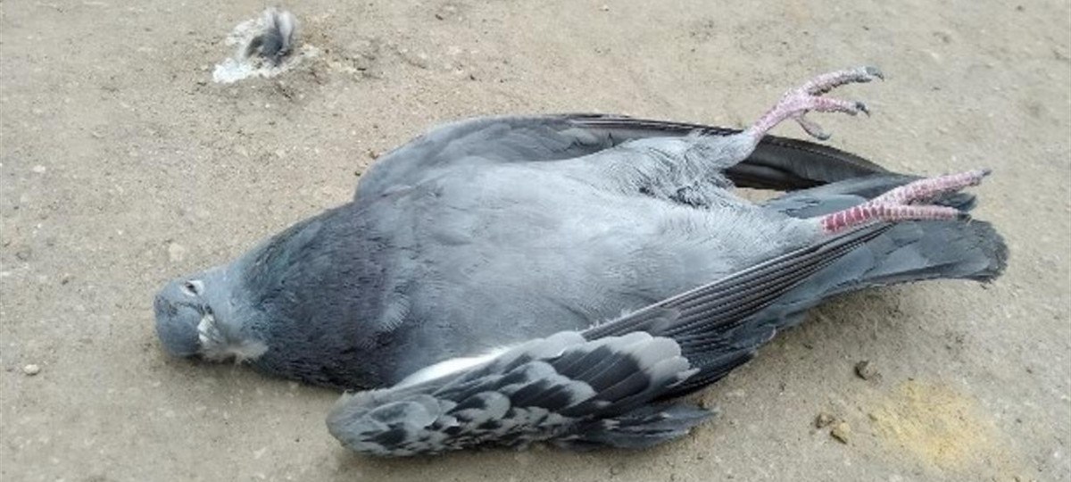 В Бобруйске - мор голубей