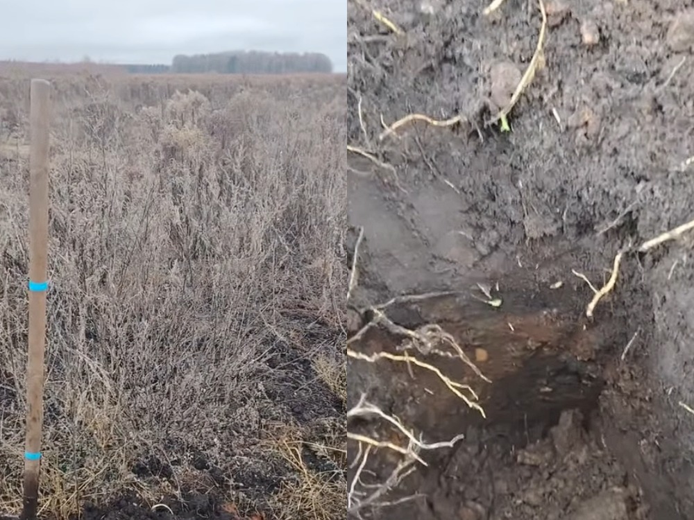 выкапанное поле