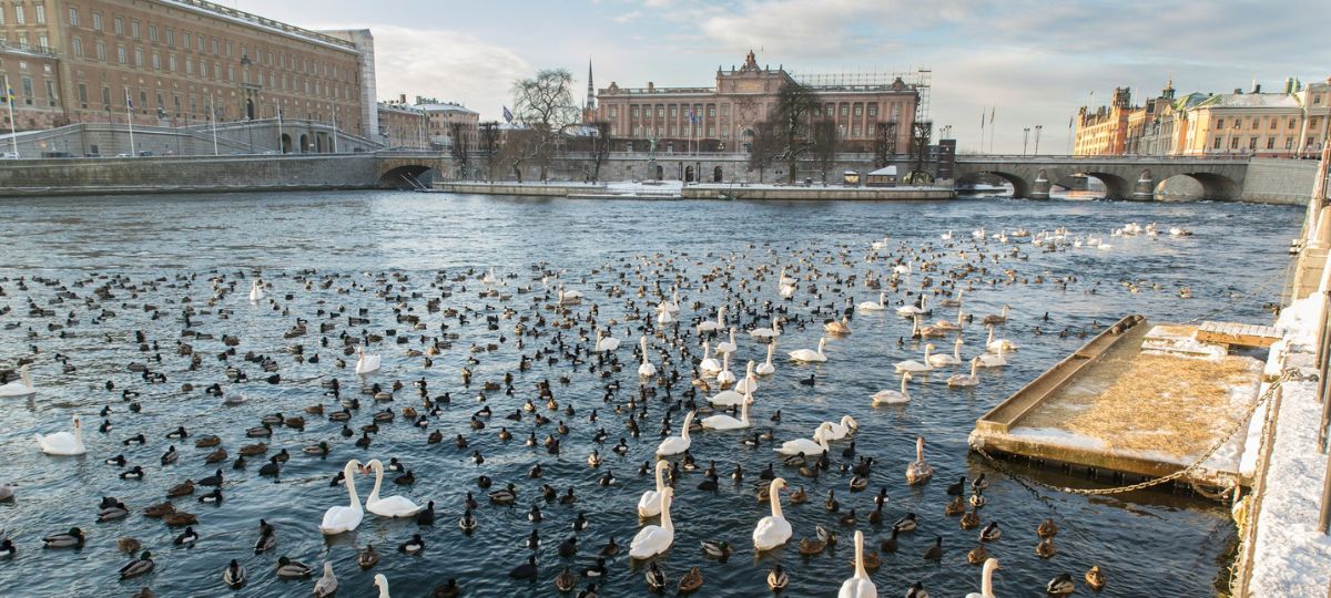 Стокгольм, Швеция, лебеди