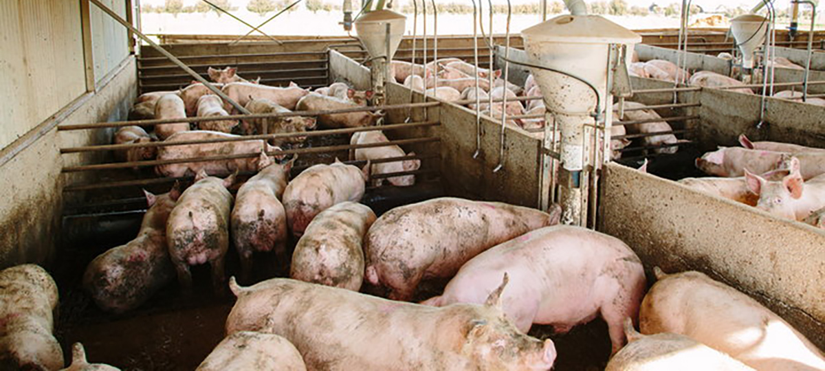 свинокомплекс