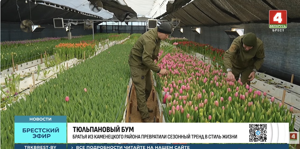 Теплица с тюльпанами у цветоводов под Каменцем.