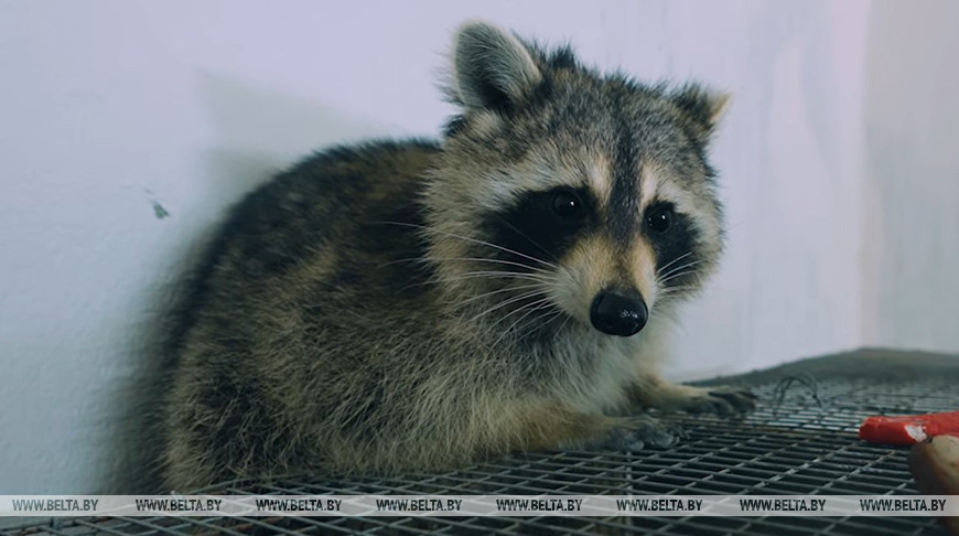 Енот Сеня, который оказался девочкой. 