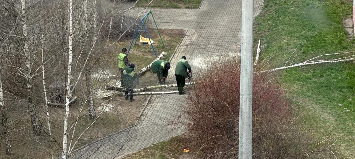 коммунальники вырубили деревья